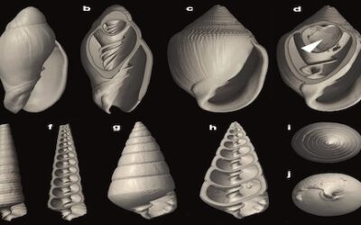 Definizione di immagini in 2D e 3D mediante nanotomografia (MicroCT)