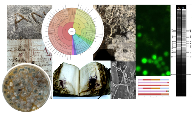 Omics & heritage (workshop): metagenomes and microbiomes for the study of cultural heritage conservation and archaeology