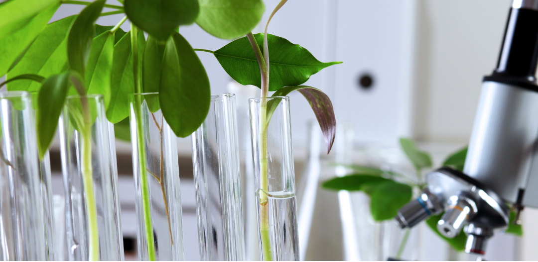 Polish-Italian Workshop – Enhancement of nature-based solutions for sustainable agriculture and ecosystem health