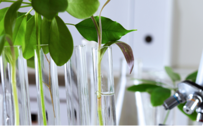Polish-Italian Workshop – Enhancement of nature-based solutions for sustainable agriculture and ecosystem health