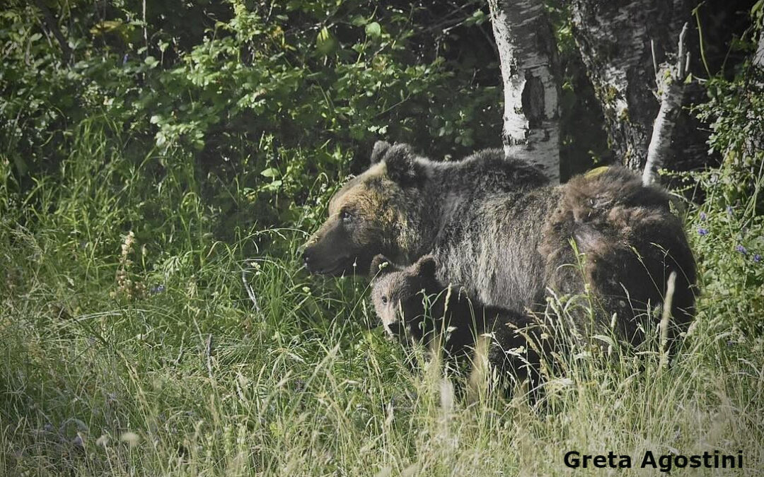Non vendete la pelle dell’orso marsicano