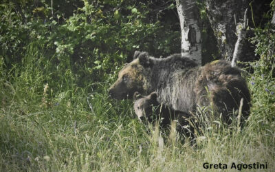 Non vendete la pelle dell’orso marsicano