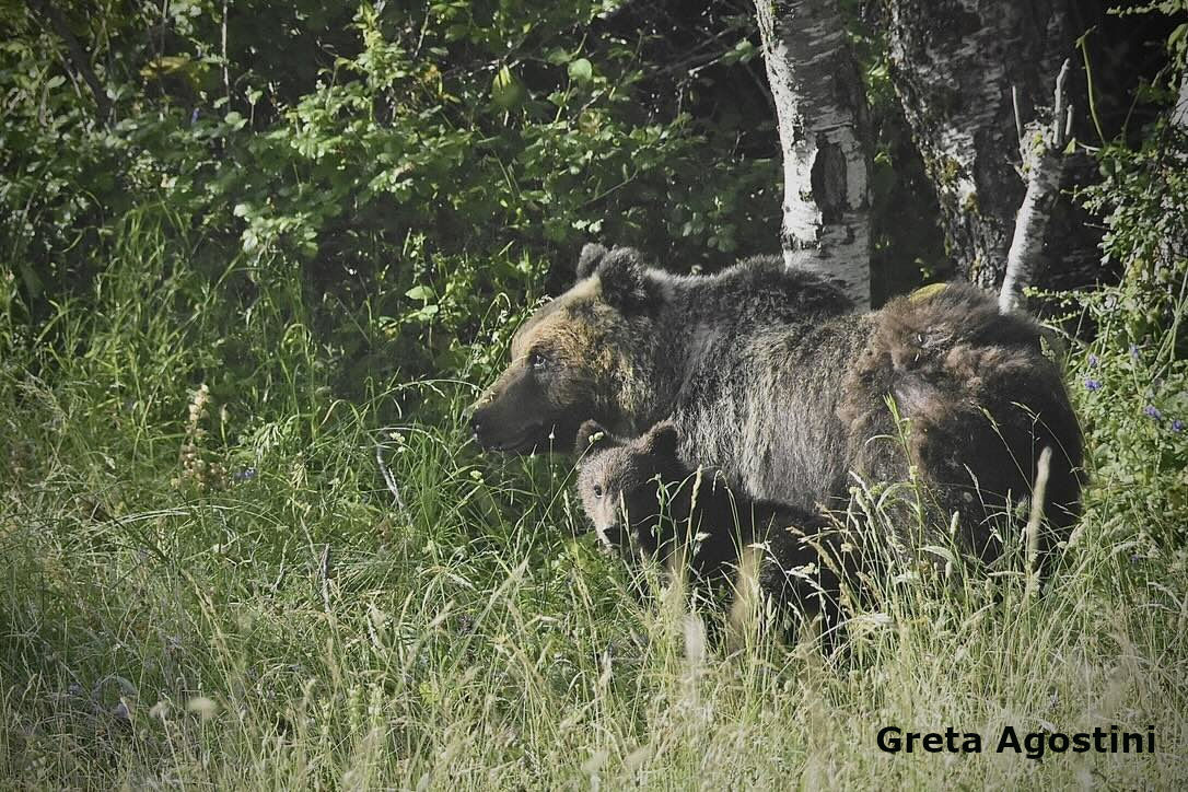 mamma orsa con cucciolo nell’erba